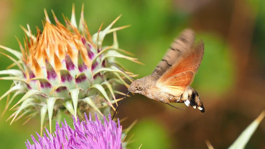 Nature, Insects, Butterfly, motorcycle sphinx, macro, flower HD wallpaper
