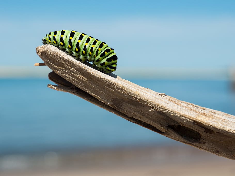 green and black caterpillar on wood, Monarch caterpillar on driftwood HD wallpaper