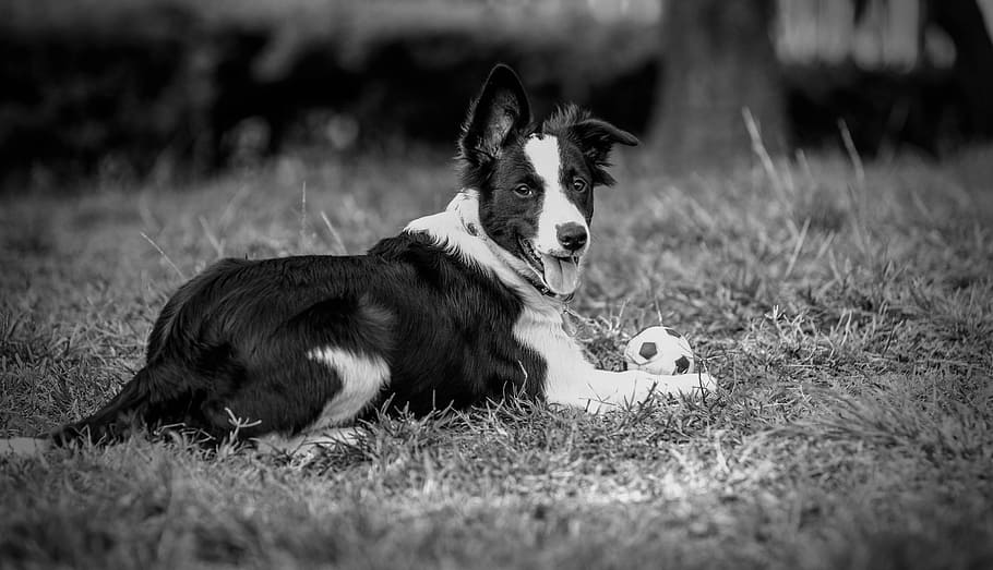 Dogs, Border, Animal, Pet, Ball, Play, grass, outdoors, tongue HD wallpaper