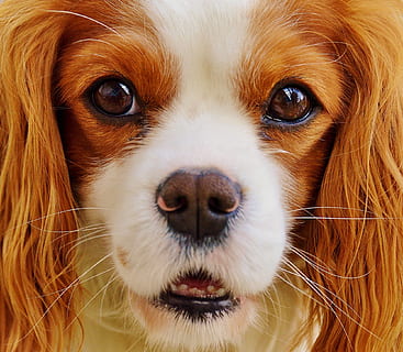 long-coated white and brown puppy, dog, cavalier king charles spaniel HD wallpaper