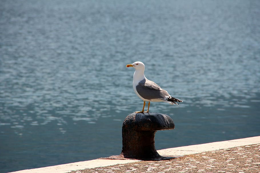 Seagull, Sea, Water, Water Bird, Coast, one animal, animal themes HD wallpaper
