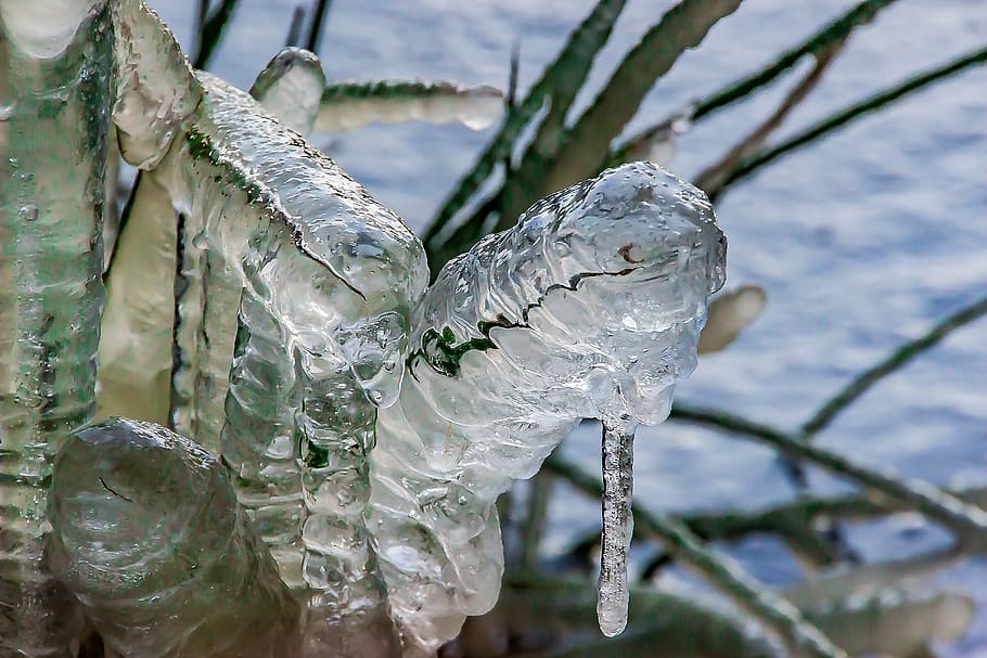 grasses, frozen grasses, flutter-bulrush, juncus effusus, ice HD wallpaper