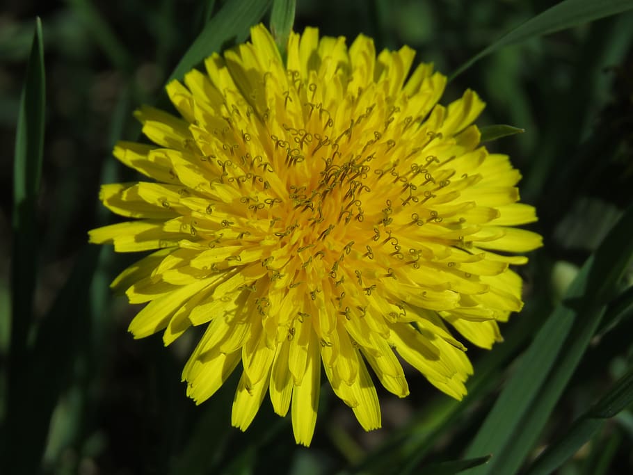 dandelion, blossom, bloom, yellow, flower, nature, plant, flowering plant HD wallpaper
