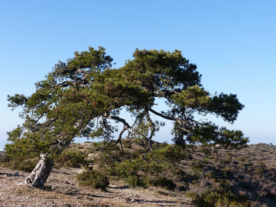 singular tree, pine, montsant, pi cugat, nature, sky, landscape HD wallpaper