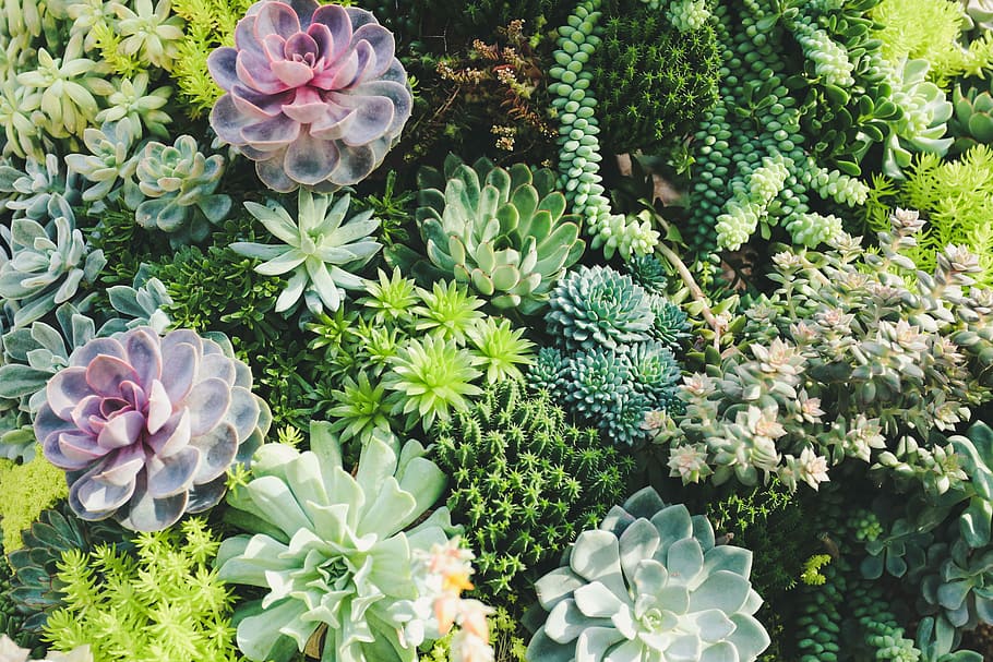 succulent plant lot, assorted succulent plants, flower, cacti HD wallpaper