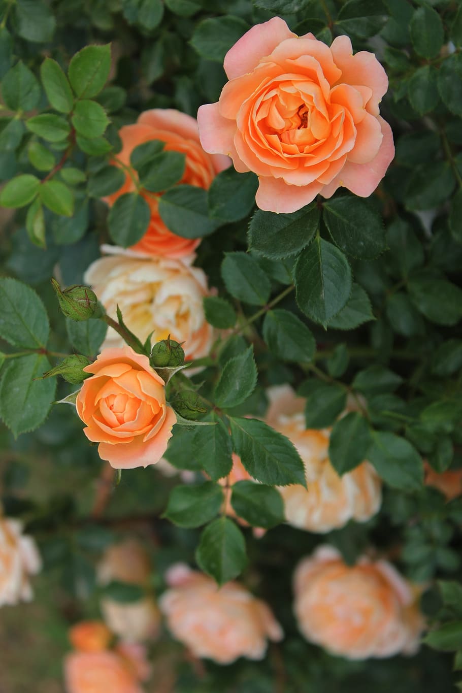 tea rose, plant, flower, orange, garden, nature, flowering plant HD wallpaper