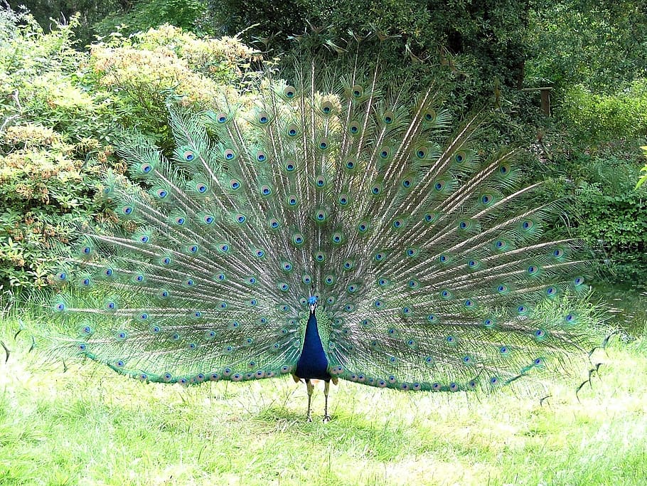 peacock, peafowl, tail, feathers, plumage, male, front, display HD wallpaper