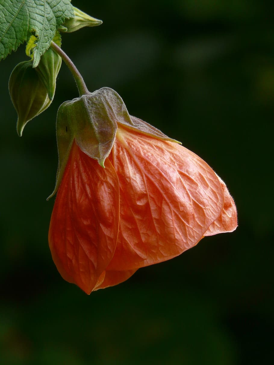 orange Chinese lantern flower, abutilon, blossom, bloom, red HD wallpaper