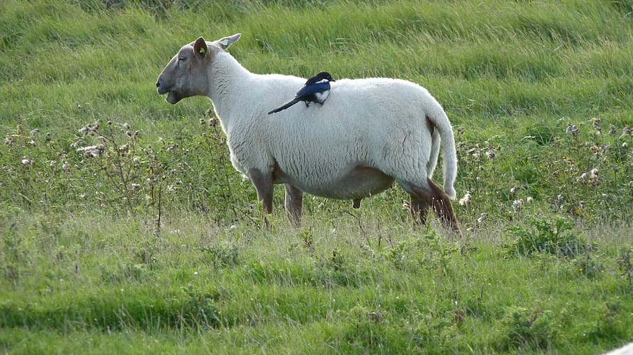 sheep, bird, meadow, green, animal, grass, field, animal themes HD wallpaper