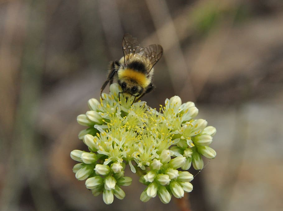 insect, forage, flower, nature, bee, animal themes, flowering plant HD wallpaper