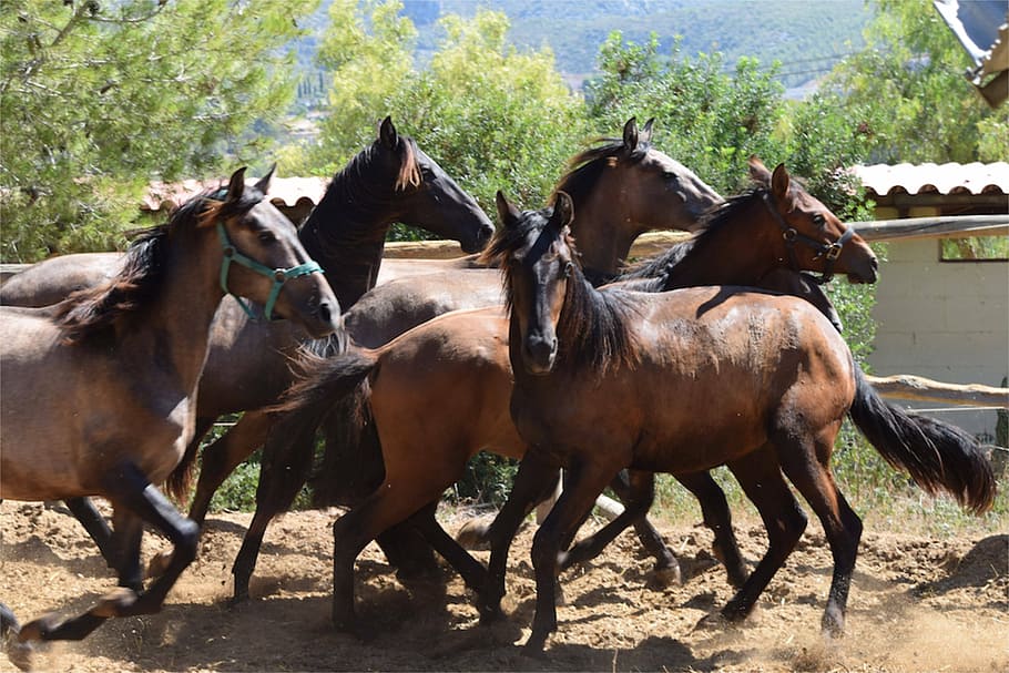 herd of brown horses, stallions, running, wild, equine, animal HD wallpaper