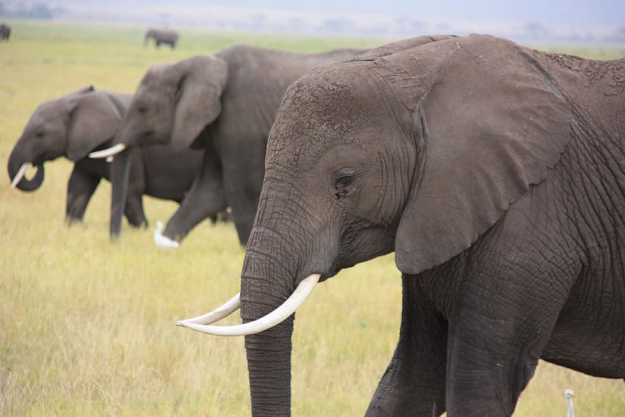 view of elephants, Animal, Africa, african elephant, animals in the wild HD wallpaper
