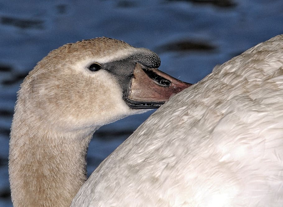 swan, beak, pond, bird, eye, majestic, feathers, animal, animal themes HD wallpaper