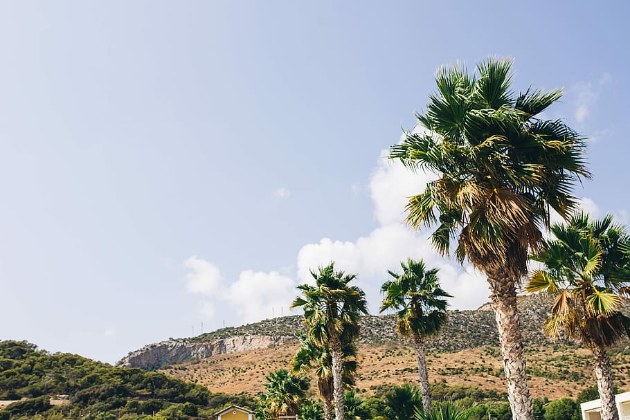 Palm trees in Spain, summer, nature, travel, vacation, mediterranean HD wallpaper
