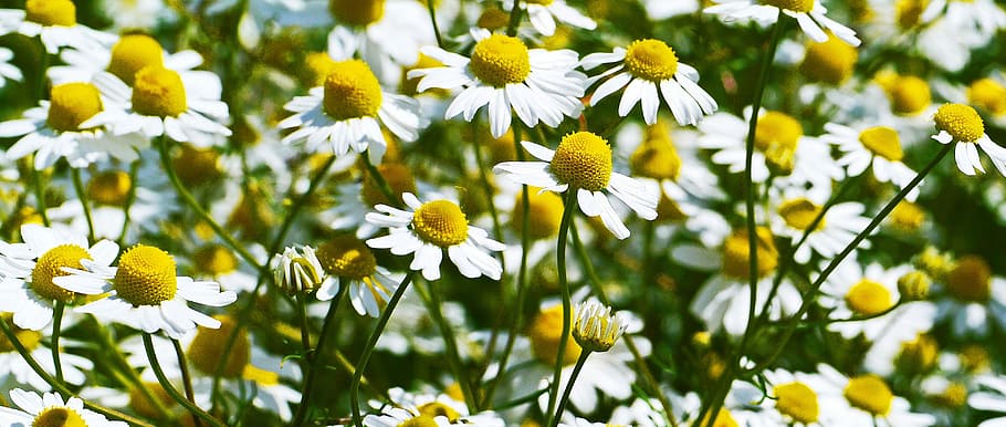 close-up photography of white chrysanthemum flowers during daytime HD wallpaper
