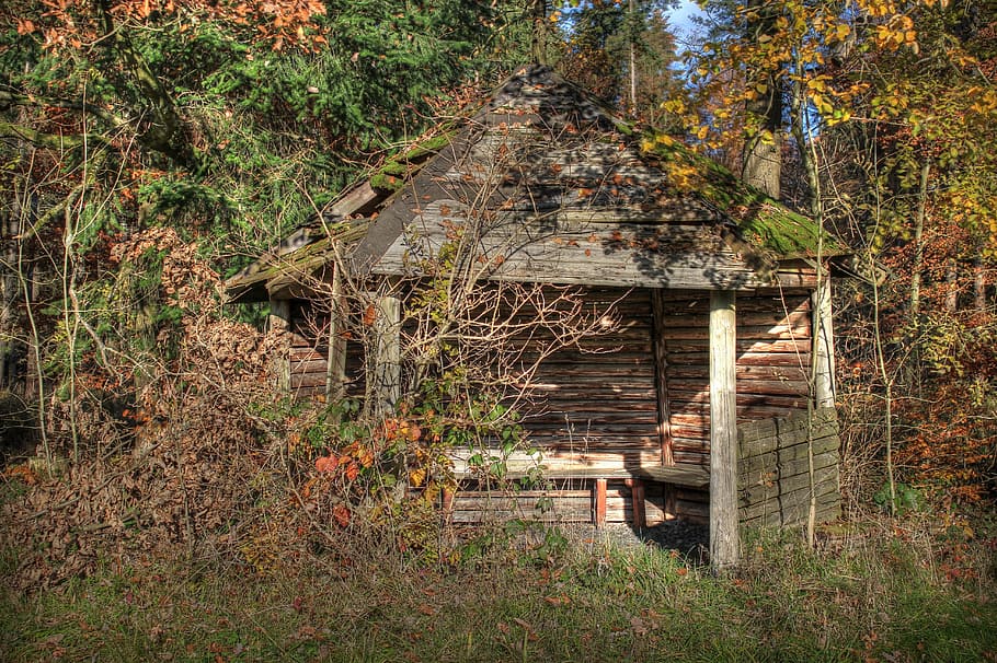 hut, forest, lapsed, nature, wood, log cabin, old, forest lodge HD wallpaper