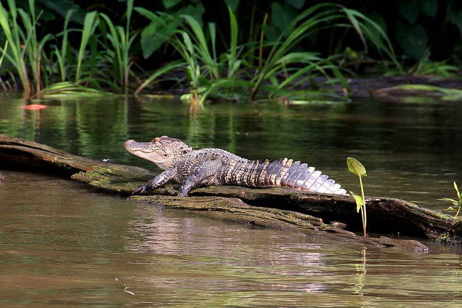 brown alligator on tree log at daytime, swamp, bayou, animal