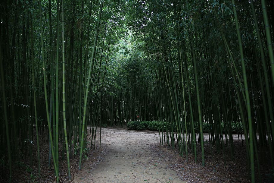 bamboo, forest, ulsan, plants, nature, wood, green, tree, growth HD wallpaper