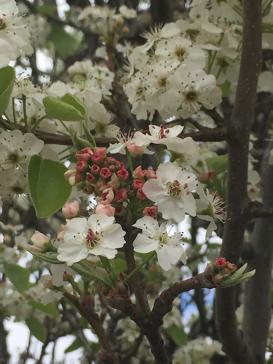 blossoms, spring, buds, delicate, white, pink, flower, plant HD wallpaper