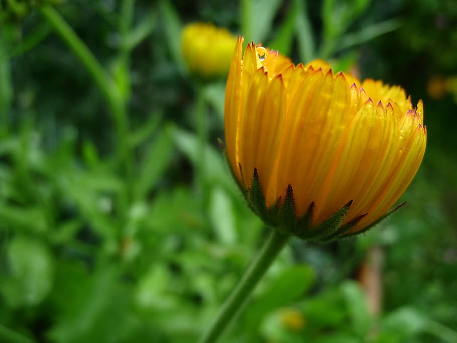 Marigold, Orange, Leaf, summer, green, garden, grass, flower HD wallpaper