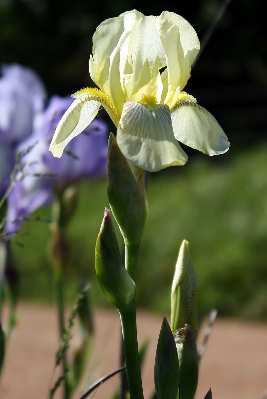 iris, floral, flower, flowering plant, growth, beauty in nature HD wallpaper