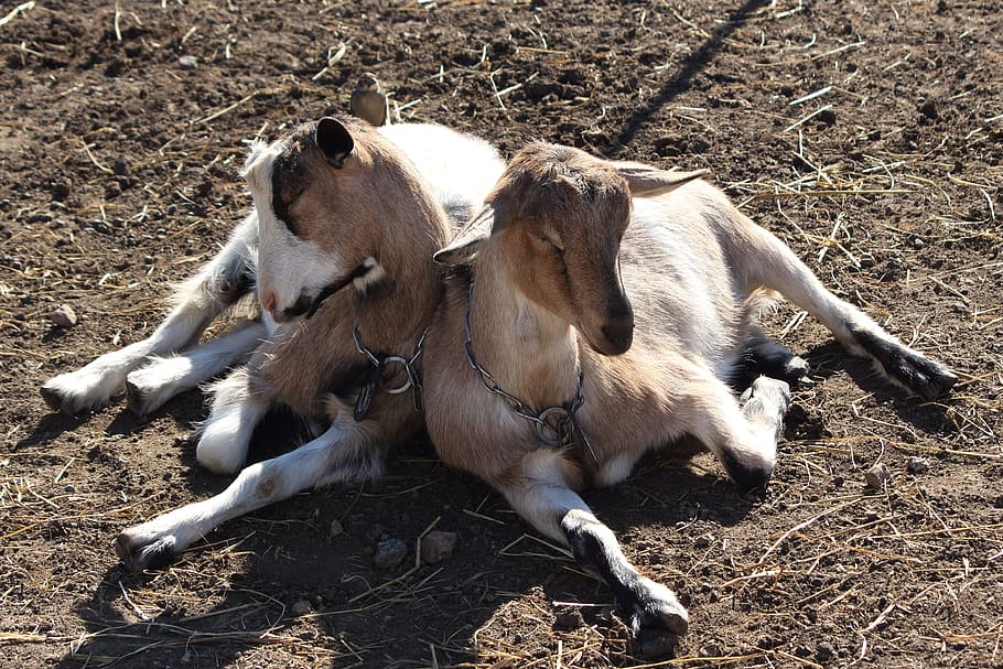 goat, farm, animal, barnyard, sleeping, livestock, rural, country HD wallpaper