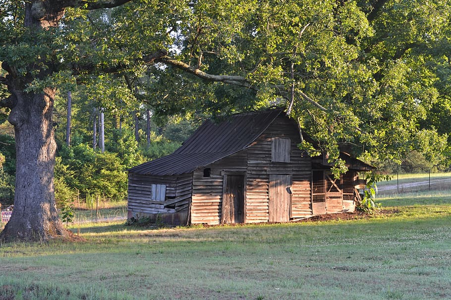 old barn, trees, nature, wooden, weathered, rural, farm, rough HD wallpaper