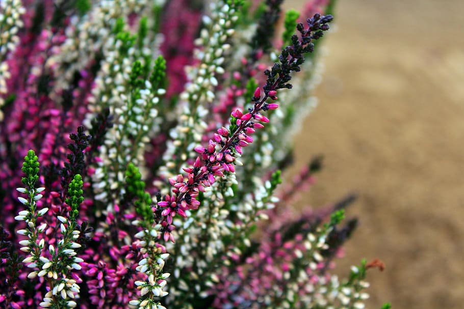 heather, colored, violet, flowers, plant, flowering, nature HD wallpaper