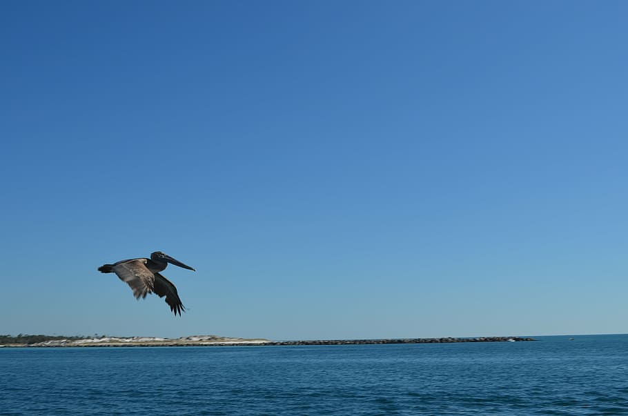 birds, pelican, flight, ocean, beach, animal themes, animals in the wild HD wallpaper