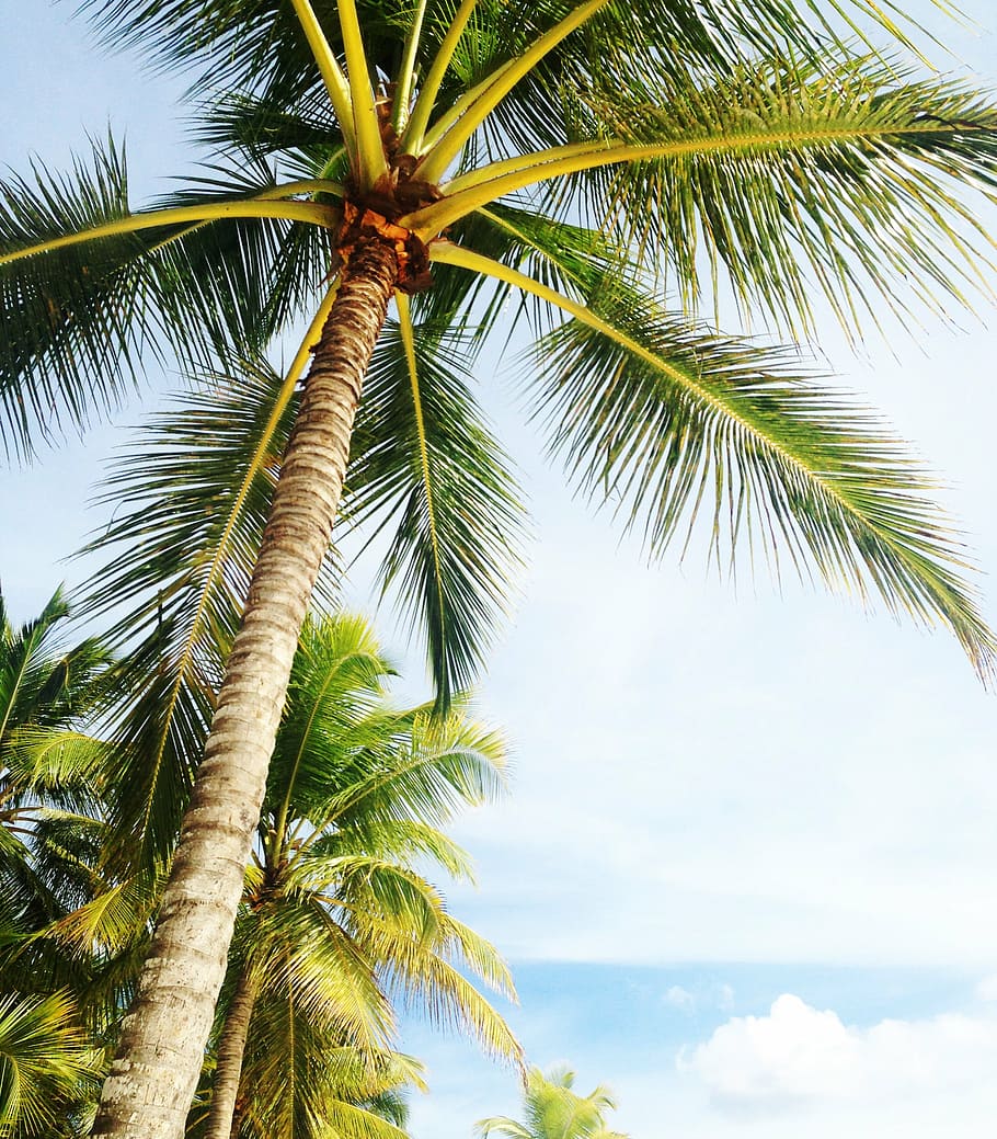 brown and green palm tree during daytime, holiday, miami beach HD wallpaper