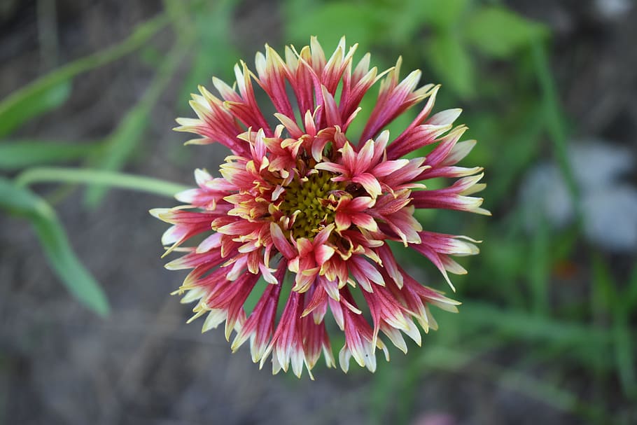 gaillardia, flower, red and yellow, flowering plant, fragility HD wallpaper