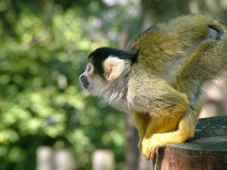 Monkey, Dead Chief Monkey, squirrel monkeys, saimiri, one animal HD wallpaper