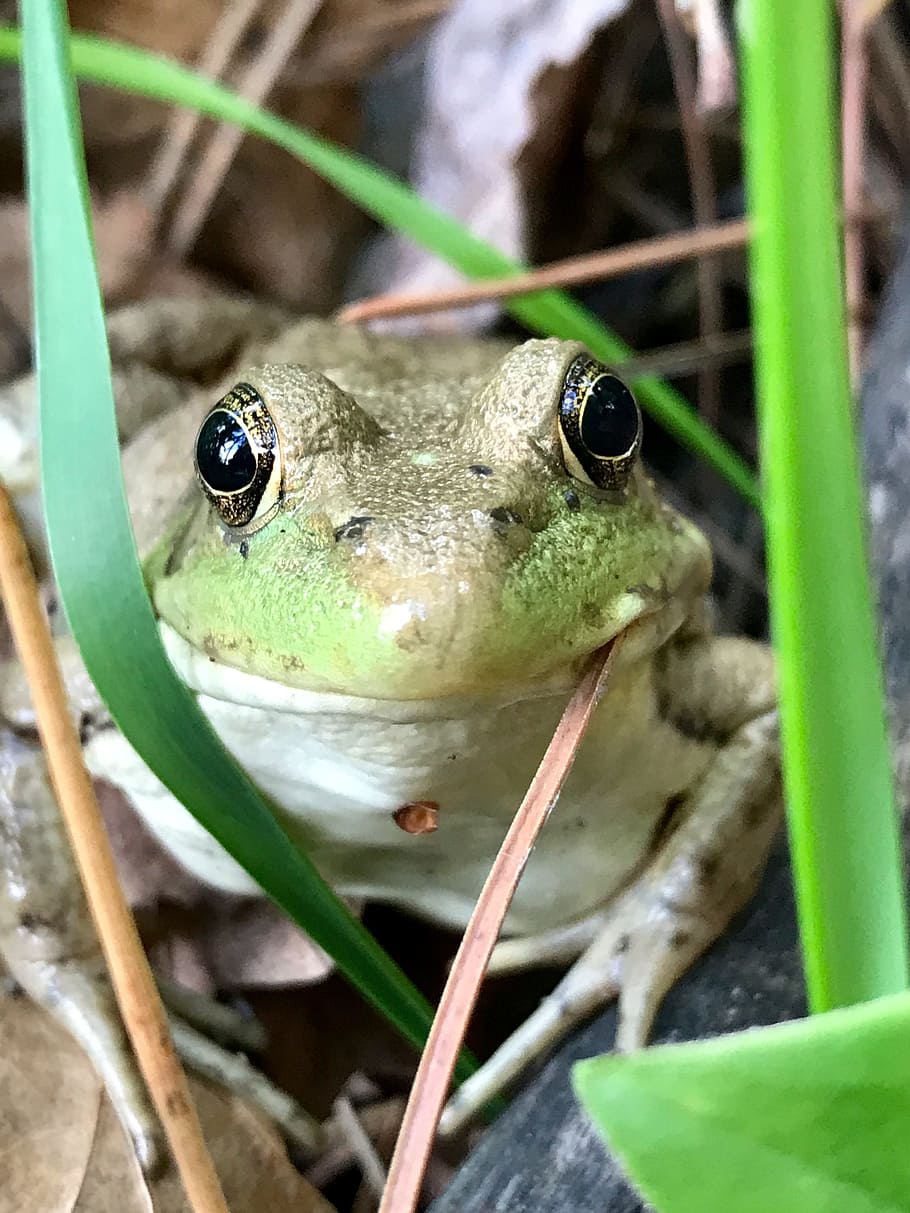 frog, minnesota, eyes, nature, reptile, animal themes, animal wildlife HD wallpaper