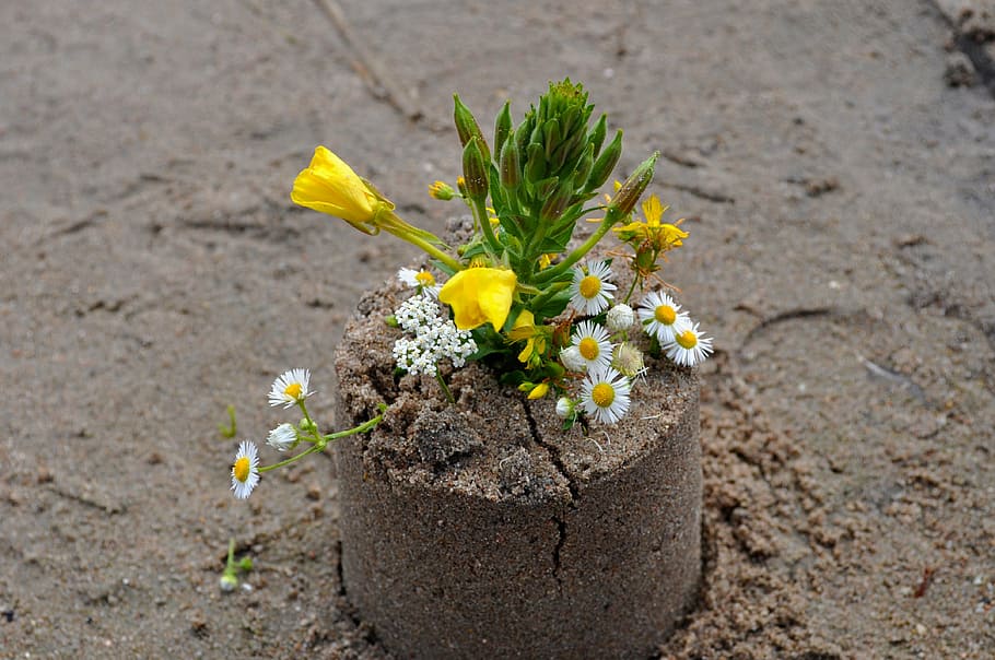 sand, flowers, beach, bouquet, flowering plant, freshness, no people HD wallpaper