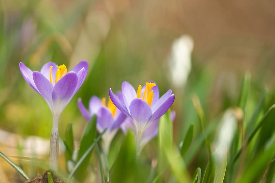 flowers, crocus, spring, nature, spring flower, purple, early bloomer, HD wallpaper