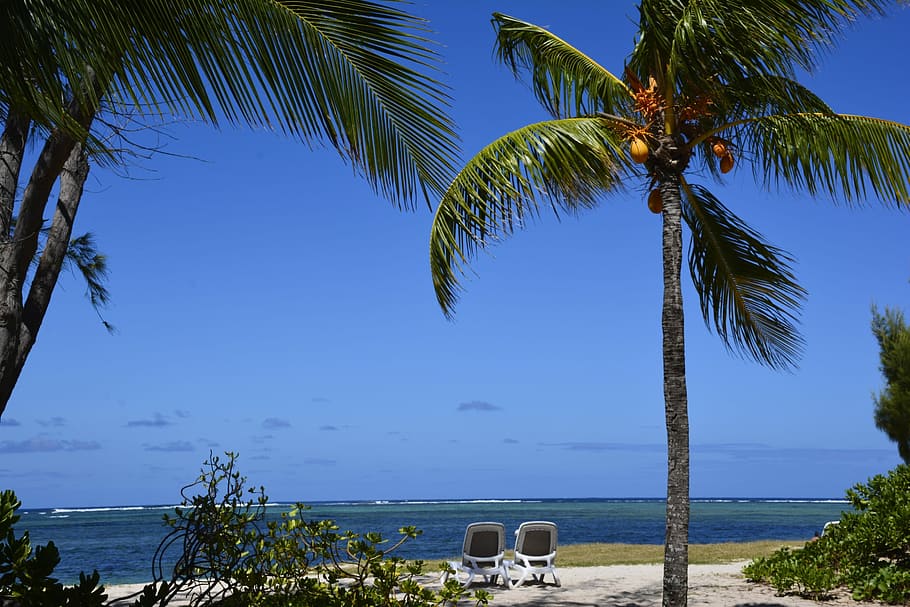 Postcard, Beach, Palm Trees, Mauritius, coconut, tropical, beautiful beach HD wallpaper