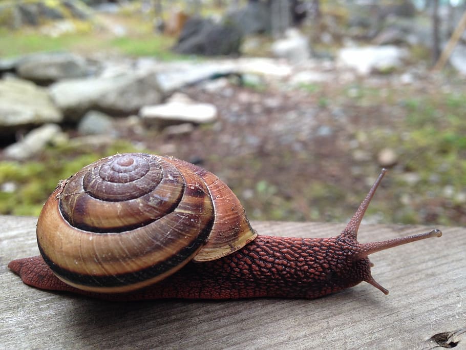 snail, slow, nature, crawl, wild, shell, mollusk, gastropod HD wallpaper
