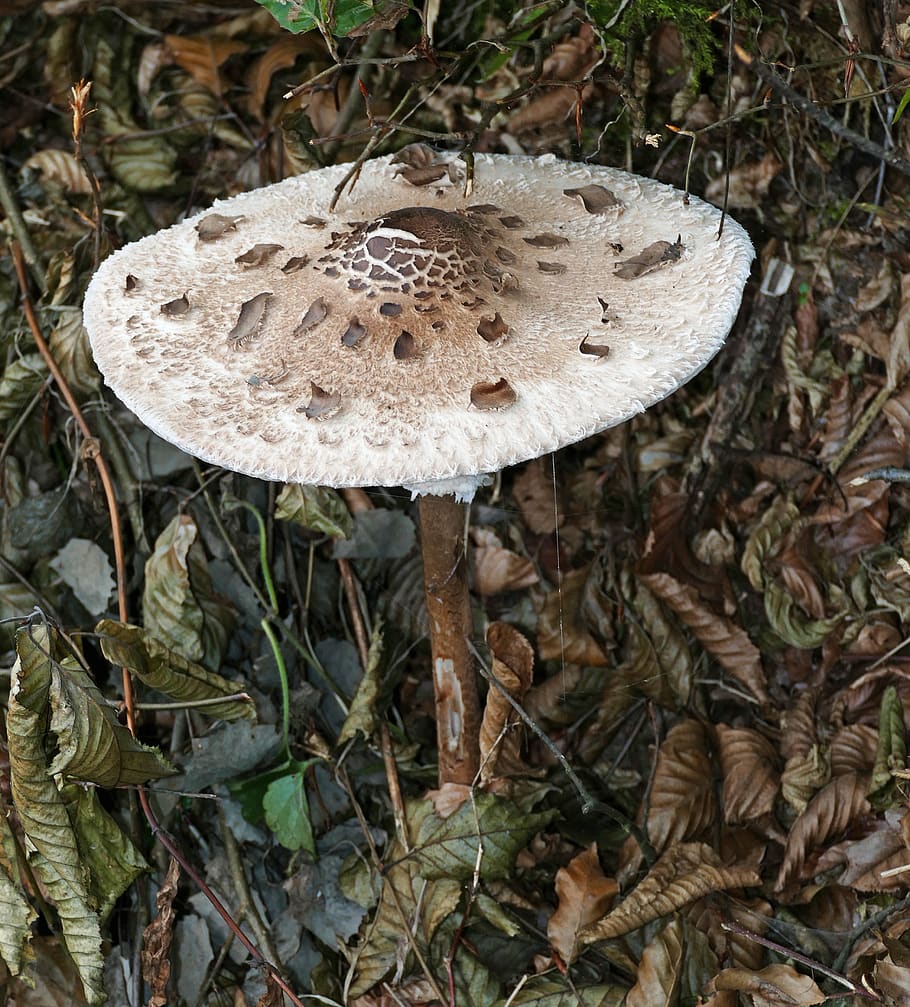 nature, forest, ground, mushroom, brown, leaves, stalk, branches HD wallpaper