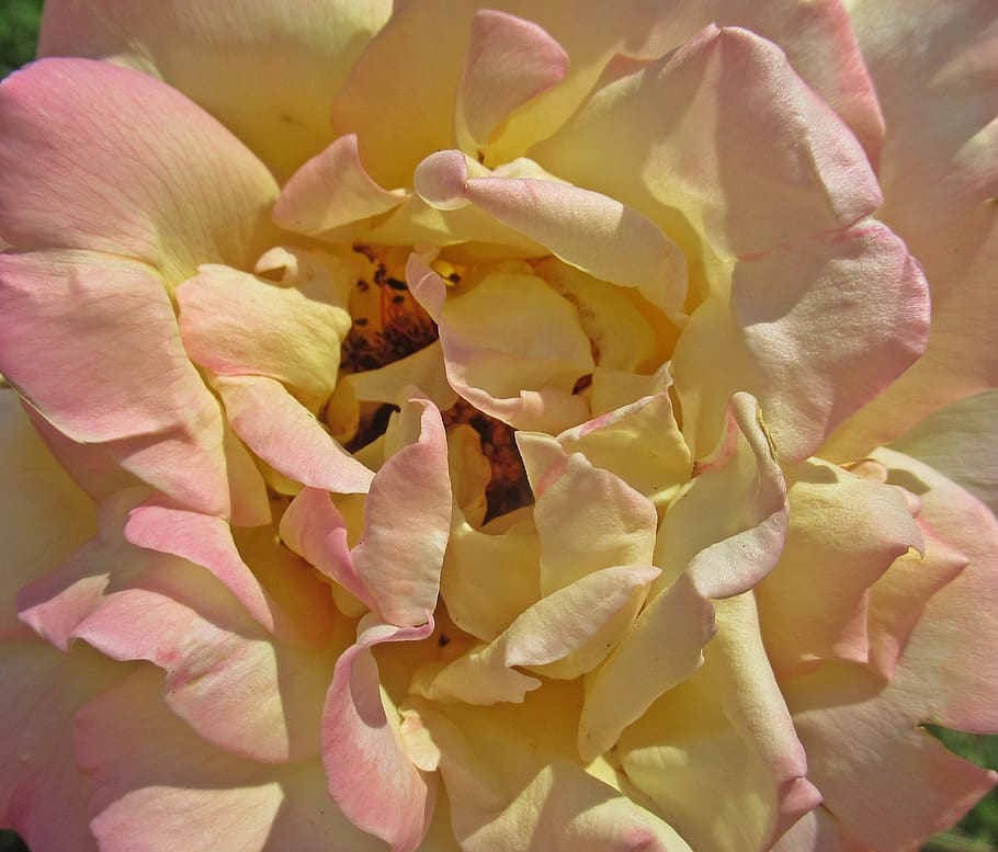 flower, rose, petals, flowering plant, vulnerability, fragility HD wallpaper