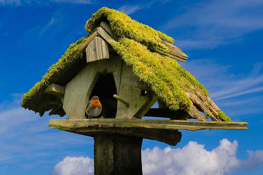European robin perched on grey wooden birdhouse, nature, sky HD wallpaper