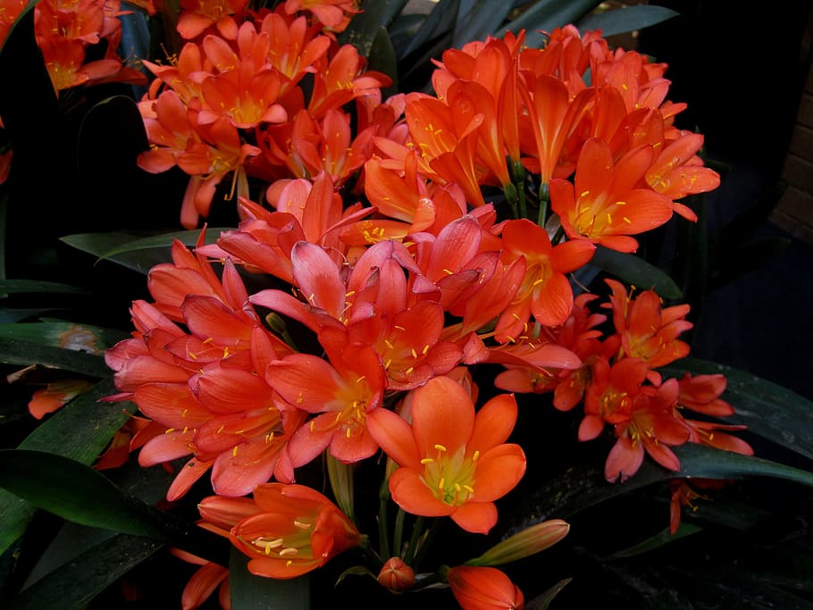 Lillies, Orange, Bunch, clivias, bright, leaves, green, garden HD wallpaper