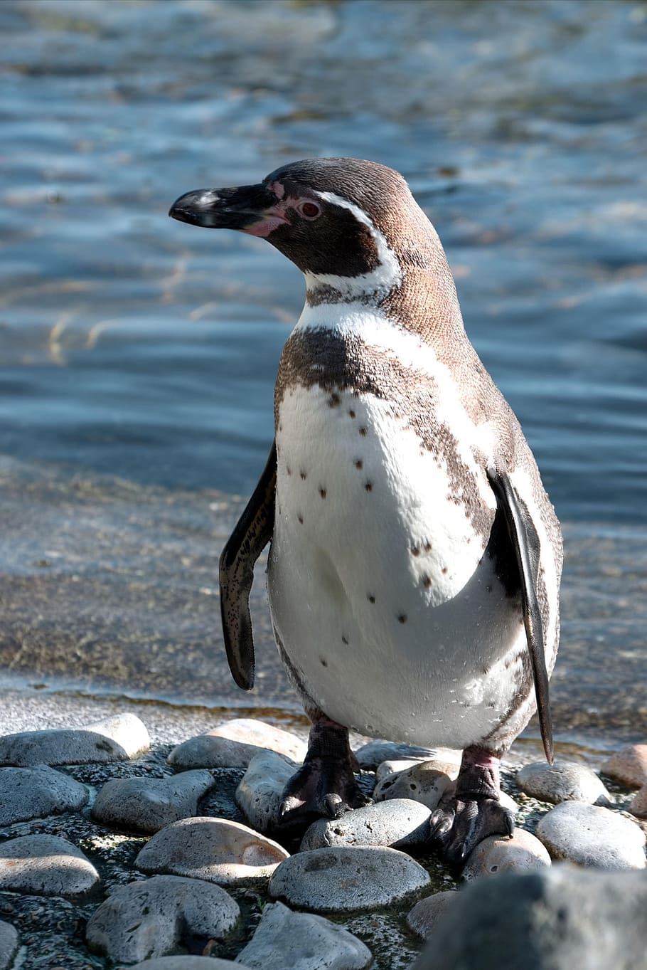 Penguin, Humboldt, Zoo, Wildlife, Nature, beak, animal wildlife HD wallpaper