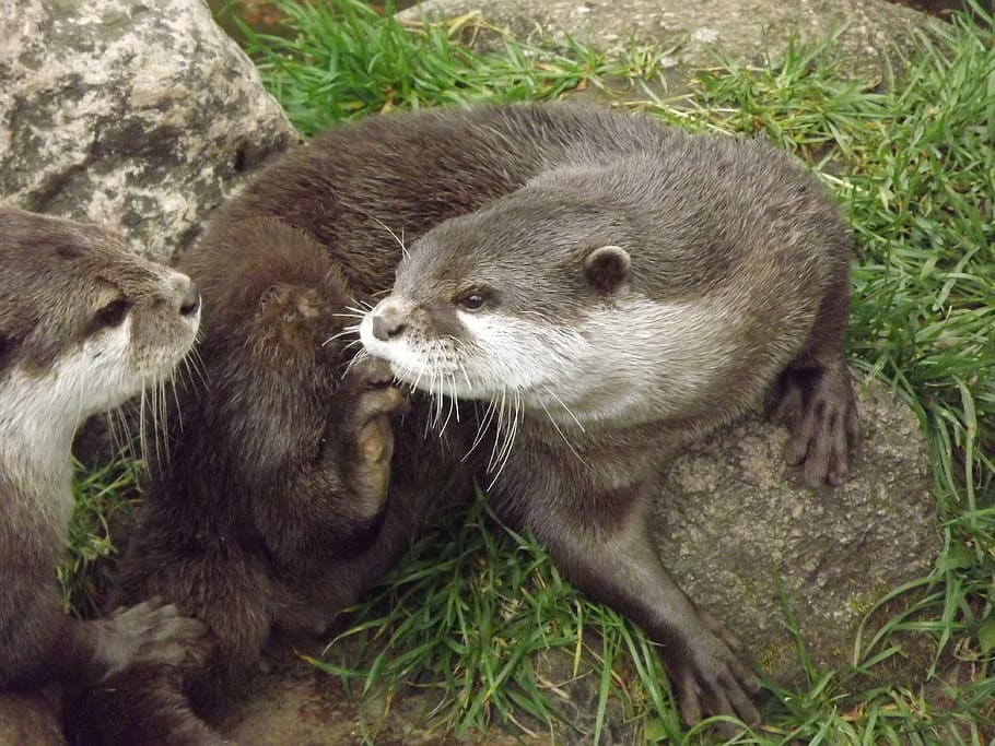 otter, marten, zoo, animal themes, animal wildlife, group of animals HD wallpaper