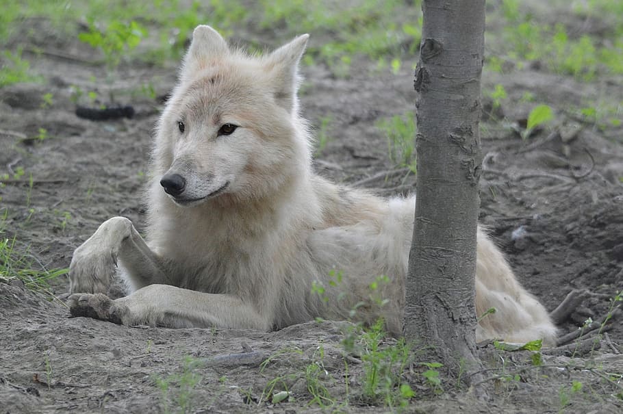 closeup photo of white wolf, predator, canine, canis, carnivore HD wallpaper