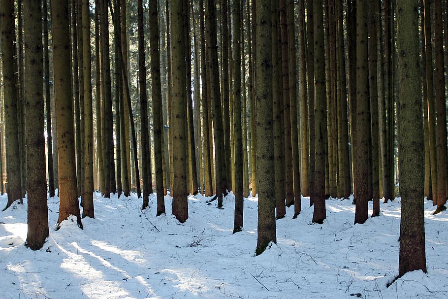 Winter, Forest, Tree Trunks, Trees, nature, cold, log, forestry HD wallpaper