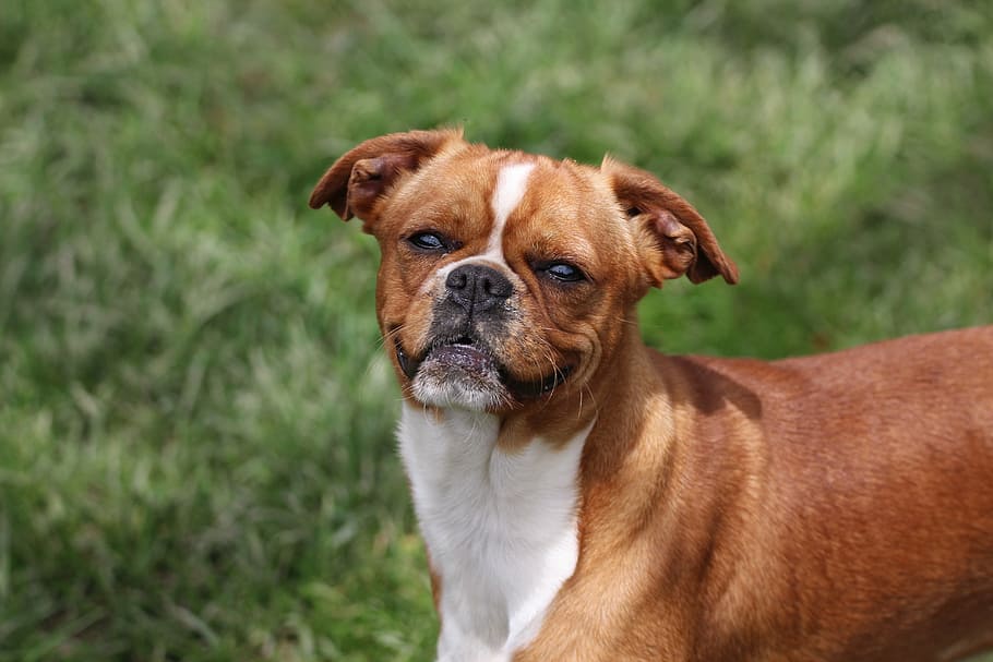 animal, canine, dog, furry, mixed, mutt, pet, puppy, one animal HD wallpaper