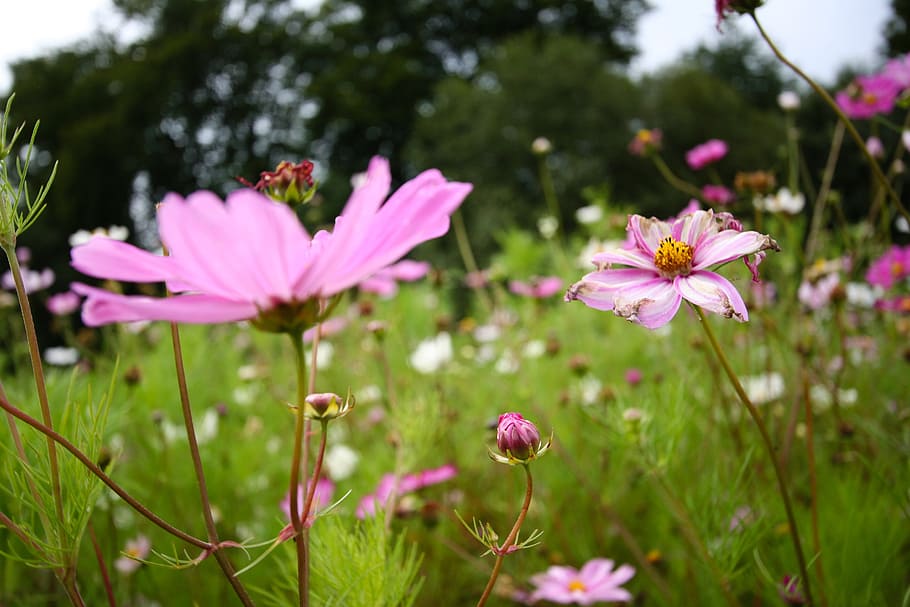 flowers, meadow, summer, wild flowers, white, reported, flowering plant HD wallpaper