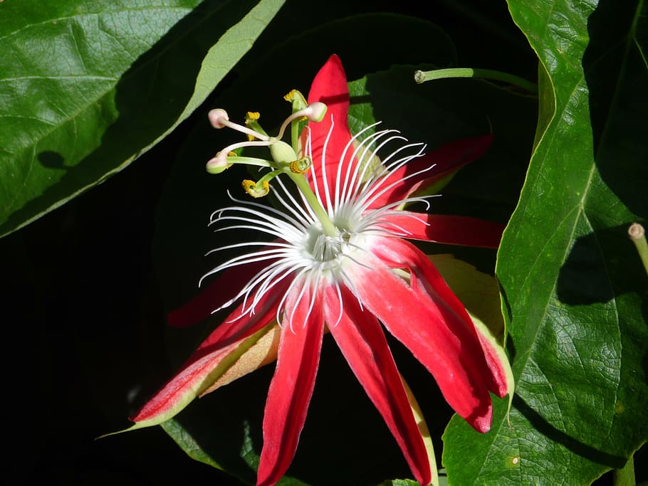 passion fruit, flower, reproducão, flowering plant, freshness HD wallpaper
