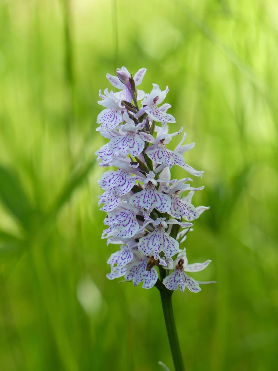 orkide, wild, flower, garden, summer, colors, flowering plant HD wallpaper