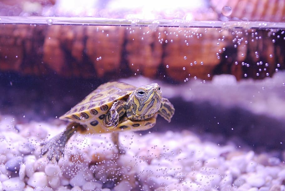 brown turtle, trachemys scripta, water turtle, aquarium, young animal HD wallpaper